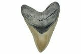 Serrated, Fossil Megalodon Tooth - Huge NC Meg #274749-1